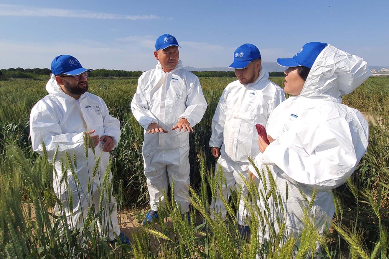 Four individuals standing in a field of wheat and wearing white protective suits and blue caps. 